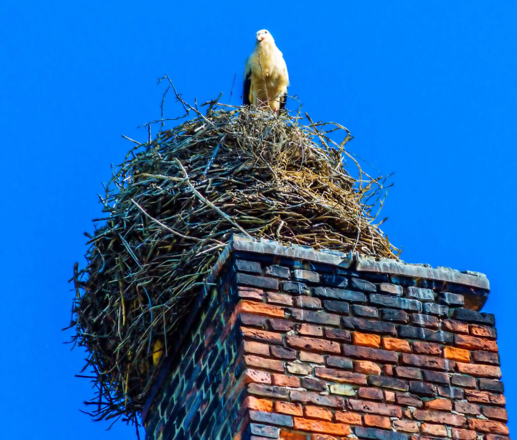 bird nest on top of chimney in New Hampshire